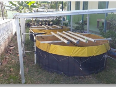kolam lele