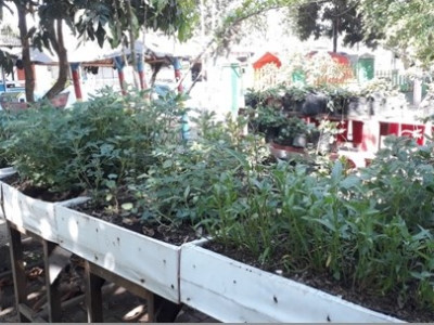 kebun sayur.