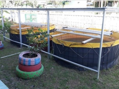 kolam lele.